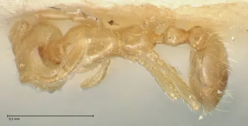 Solenopsis decipiens specimen FOCOL1878 image focol1878_1