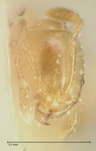 Solenopsis decipiens specimen FOCOL1878 image focol1878_2