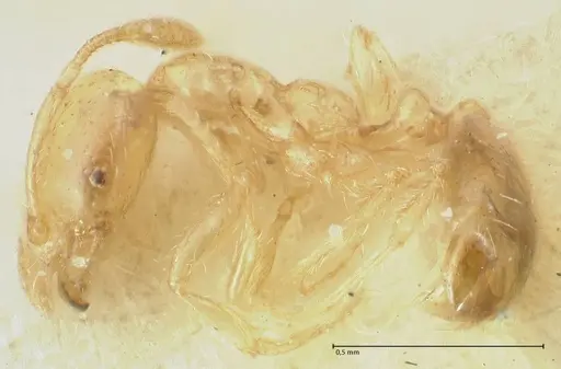 Solenopsis decipiens specimen FOCOL1878 image focol1878_3
