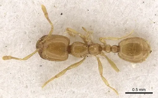 Solenopsis dentata specimen CASENT0281010 image casent0281010_1