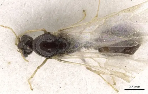 Solenopsis dentata specimen CASENT0281014 image casent0281014_1