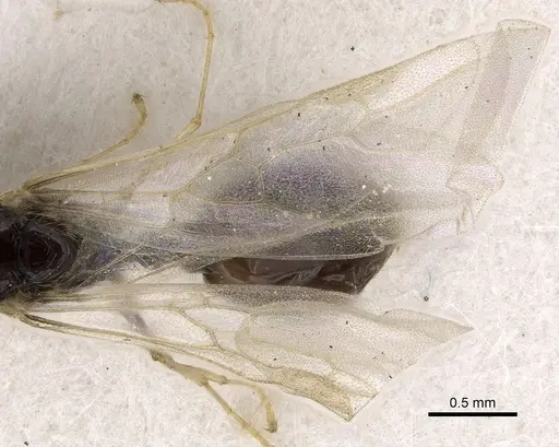 Solenopsis dentata specimen CASENT0281014 image casent0281014_2