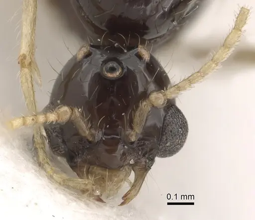 Solenopsis dentata specimen CASENT0281014 image casent0281014_3
