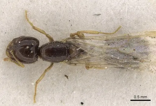 Solenopsis dentata specimen CASENT0281015 image casent0281015_1