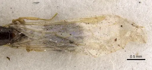 Solenopsis dentata specimen CASENT0281015 image casent0281015_2