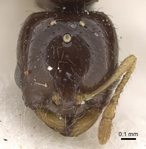 Solenopsis dentata specimen CASENT0281015 image casent0281015_3