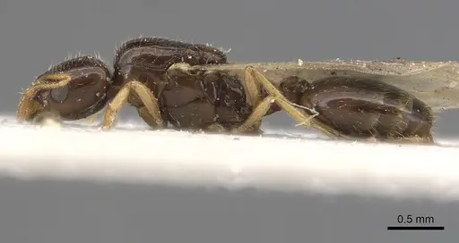 Solenopsis dentata specimen CASENT0281015 image casent0281015_4