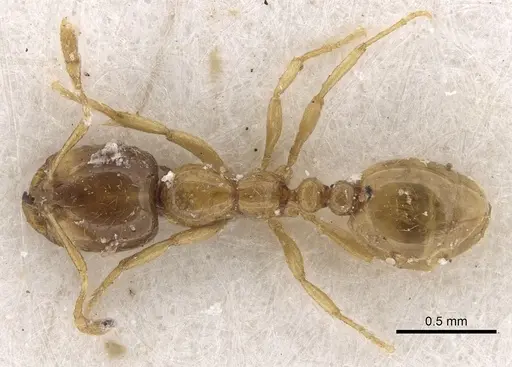 Solenopsis dentata specimen CASENT0281034 image casent0281034_1