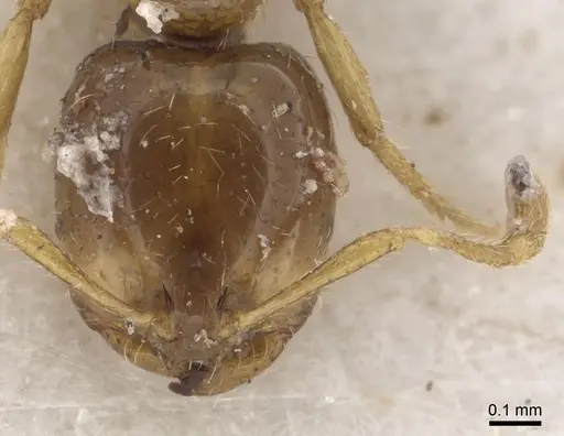 Solenopsis dentata specimen CASENT0281034 image casent0281034_2