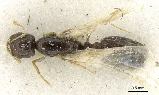 Solenopsis dentata specimen CASENT0906348 image casent0906348_1