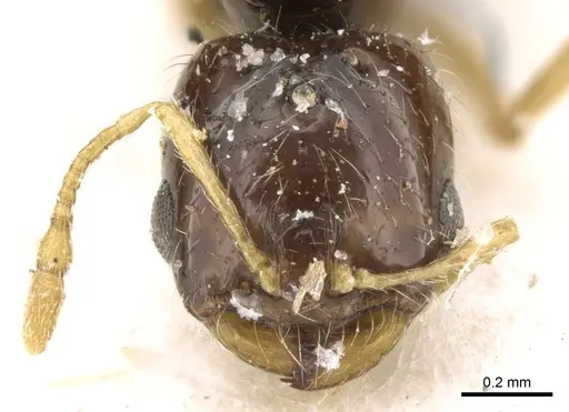 Solenopsis dentata specimen CASENT0906348 image casent0906348_2