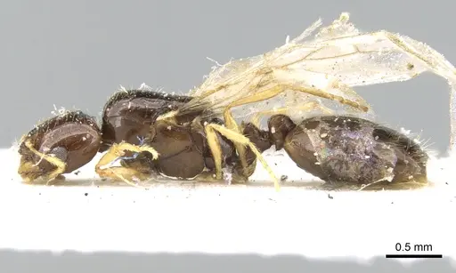 Solenopsis dentata specimen CASENT0906348 image casent0906348_3