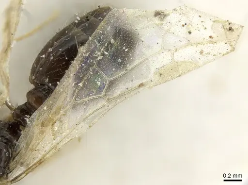 Solenopsis dentata specimen CASENT0906348 image casent0906348_4
