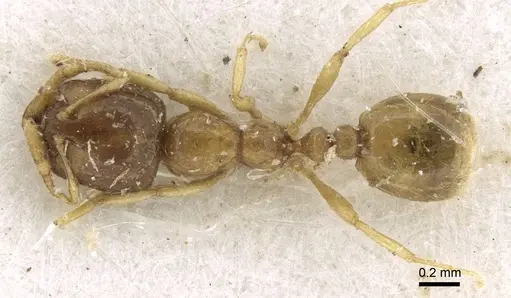 Solenopsis dentata specimen CASENT0906349 image casent0906349_1