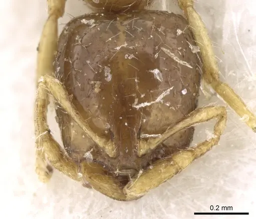 Solenopsis dentata specimen CASENT0906349 image casent0906349_2