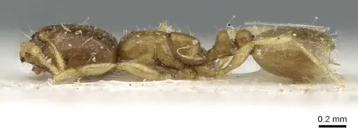 Solenopsis dentata specimen CASENT0906349 image casent0906349_3
