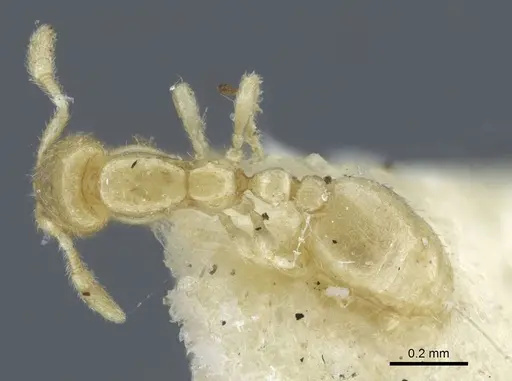 Solenopsis deserticola specimen CASENT0917006 image casent0917006_1