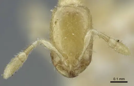 Solenopsis deserticola specimen CASENT0917006 image casent0917006_2