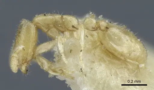 Solenopsis deserticola specimen CASENT0917006 image casent0917006_3