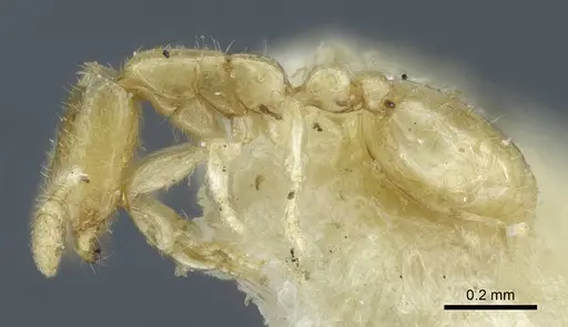 Solenopsis deserticola specimen CASENT0917006 image casent0917006_4