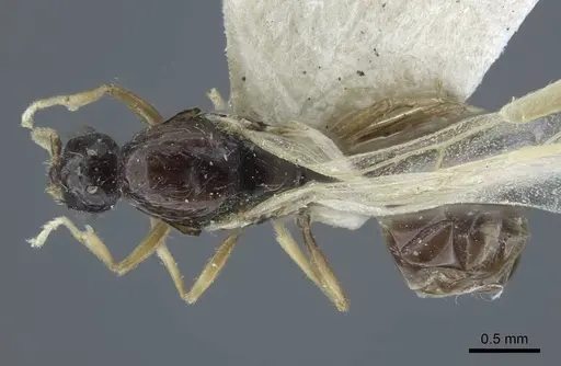 Solenopsis deserticola specimen CASENT0917007 image casent0917007_1