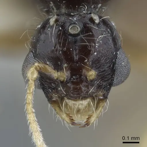 Solenopsis deserticola specimen CASENT0917007 image casent0917007_2