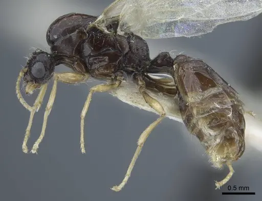Solenopsis deserticola specimen CASENT0917007 image casent0917007_4