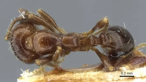 Solenopsis egregia specimen CASENT0911239 image casent0911239_1