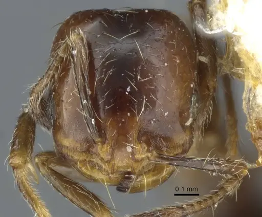 Solenopsis egregia specimen CASENT0911239 image casent0911239_2