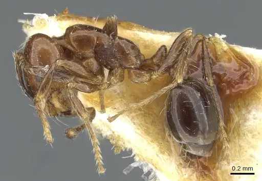 Solenopsis egregia specimen CASENT0911239 image casent0911239_3