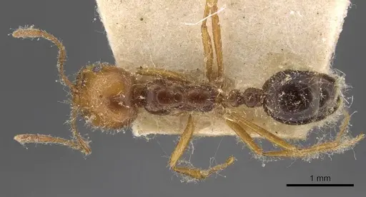 Solenopsis electra specimen CASENT0908803 image casent0908803_1