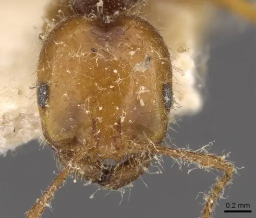 Solenopsis electra specimen CASENT0908803 image casent0908803_2