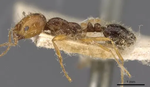 Solenopsis electra specimen CASENT0908803 image casent0908803_3