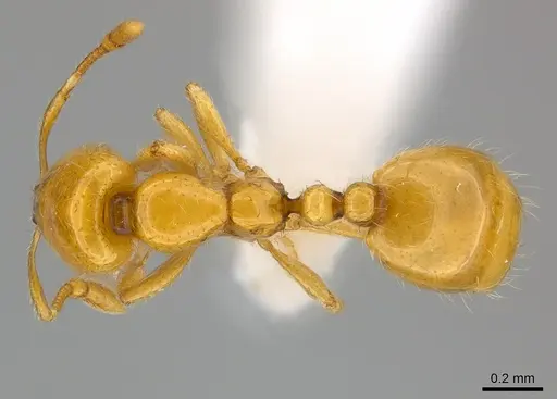 Solenopsis elhawagryi specimen CASENT0217360 image casent0217360_1