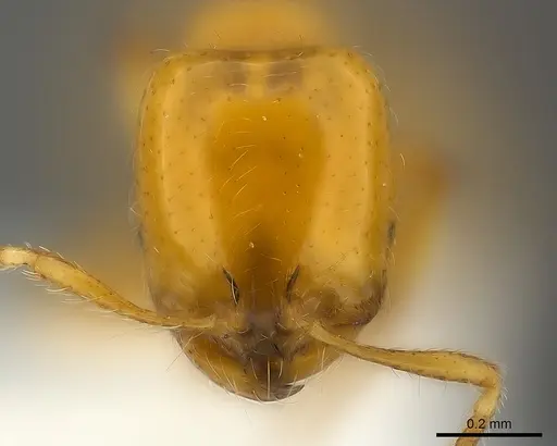 Solenopsis elhawagryi specimen CASENT0217360 image casent0217360_2