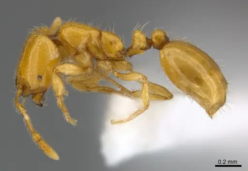 Solenopsis elhawagryi specimen CASENT0217360 image casent0217360_3