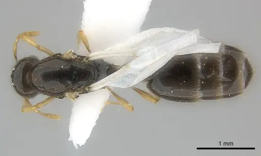 Solenopsis elhawagryi specimen CASENT0217361 image casent0217361_1