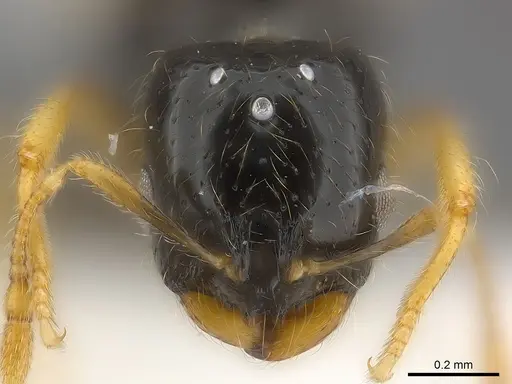 Solenopsis elhawagryi specimen CASENT0217361 image casent0217361_2
