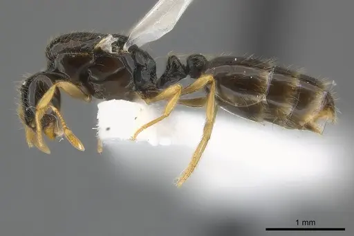 Solenopsis elhawagryi specimen CASENT0217361 image casent0217361_3