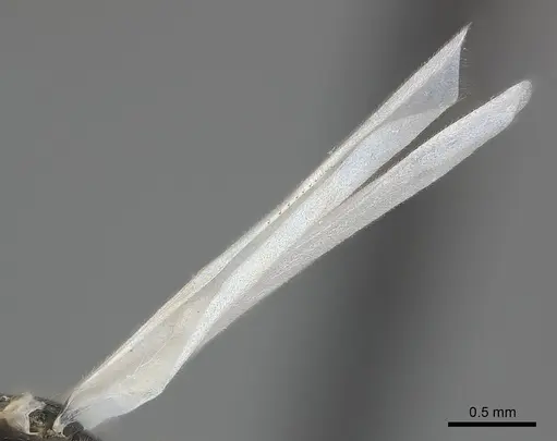 Solenopsis elhawagryi specimen CASENT0217361 image casent0217361_4