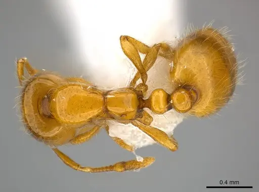 Solenopsis elhawagryi specimen CASENT0217365 image casent0217365_1