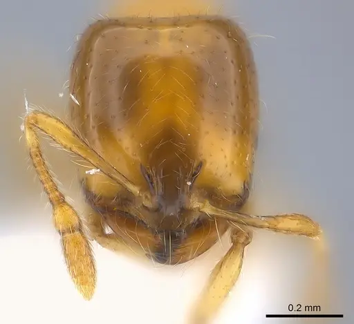 Solenopsis elhawagryi specimen CASENT0217365 image casent0217365_2