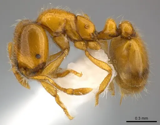 Solenopsis elhawagryi specimen CASENT0217365 image casent0217365_3
