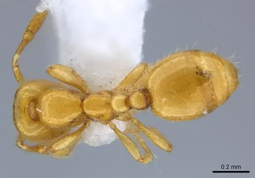 Solenopsis elhawagryi specimen CASENT0217366 image casent0217366_1