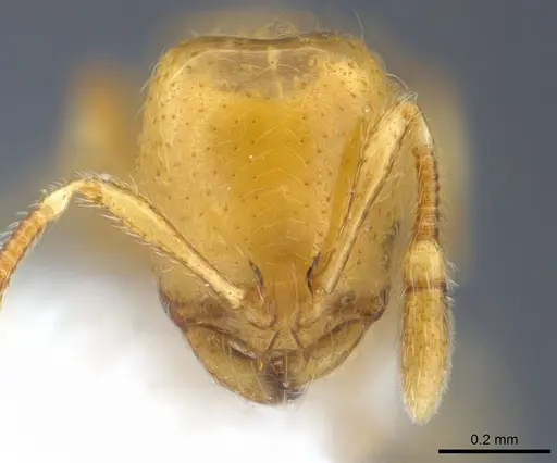 Solenopsis elhawagryi specimen CASENT0217366 image casent0217366_2