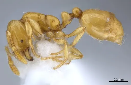 Solenopsis elhawagryi specimen CASENT0217366 image casent0217366_3