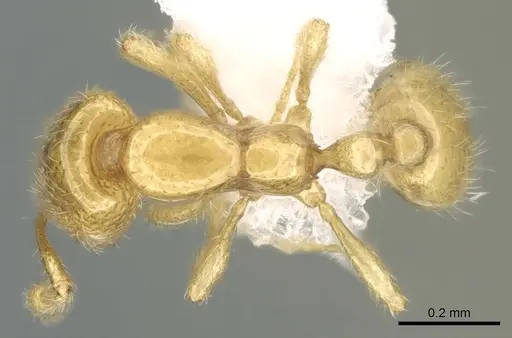 Solenopsis elhawagryi specimen CASENT0906429 image casent0906429_1