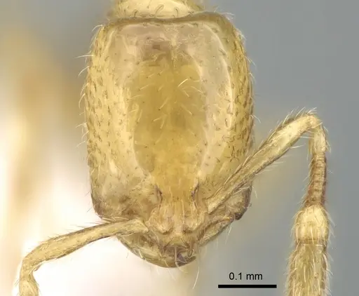 Solenopsis elhawagryi specimen CASENT0906429 image casent0906429_2