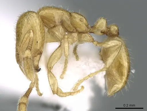 Solenopsis elhawagryi specimen CASENT0906429 image casent0906429_3