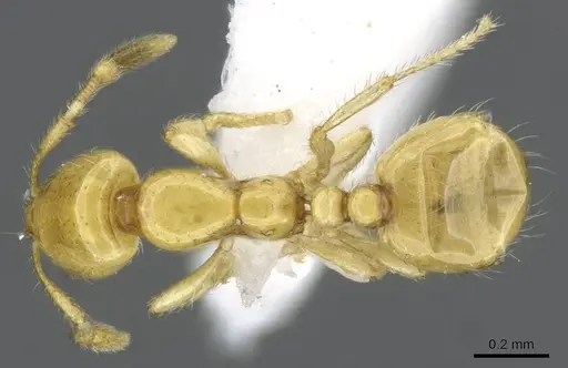Solenopsis elhawagryi specimen CASENT0911240 image casent0911240_1